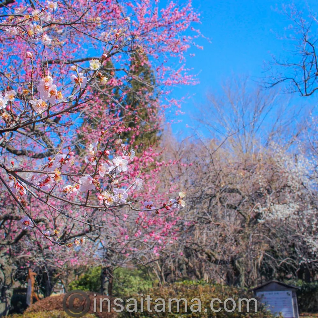 🌳 후카야 녹색 왕국(후카야 미도리노 오코쿠) 이미지 6